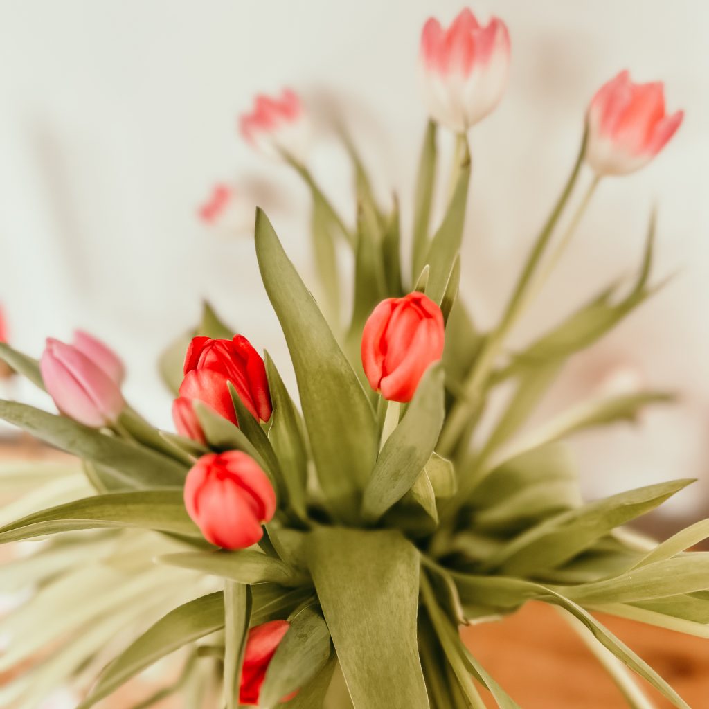 tulpen rot